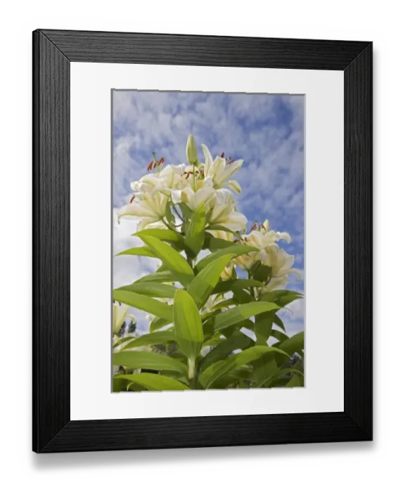 Framed Print : USA, North America, Washington
