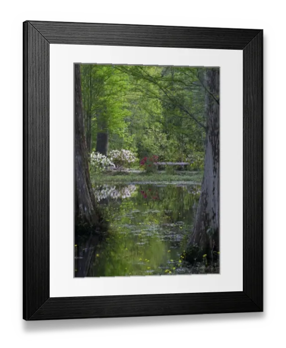Framed Print : USA, South Carolina, Cypress Gardens. Azaleas and trees reflect in swamp water Framed Print : USA, South Carolina, Cypress Gardens. Azaleas and trees reflect in swamp water