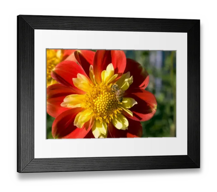 Framed Print : USA, Oregon, Willamette Valley. A honey bee gathers nectar from a dahlia at a flower Framed Print : USA, Oregon, Willamette Valley. A honey bee gathers nectar from a dahlia at a flower