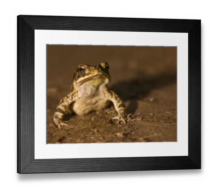 Framed Print : Gulf Coast Toad, Bufo valliceps, Texas coastline Framed Print : Gulf Coast Toad, Bufo valliceps, Texas coastline