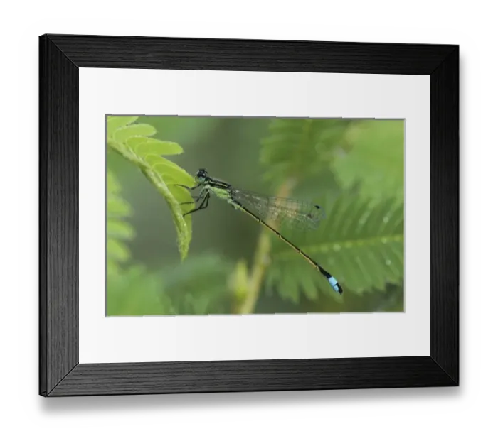 Framed Print : Ramburs Forktail, Ischnura ramburii, male, Willacy County, Rio Grande Valley Framed Print : Ramburs Forktail, Ischnura ramburii, male, Willacy County, Rio Grande Valley