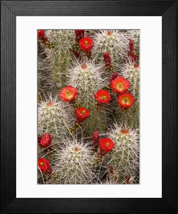 Framed Print : Red flowers of claret cup cactus bloom in spring near Hurricane Utah Framed Print : Red flowers of claret cup cactus bloom in spring near Hurricane Utah