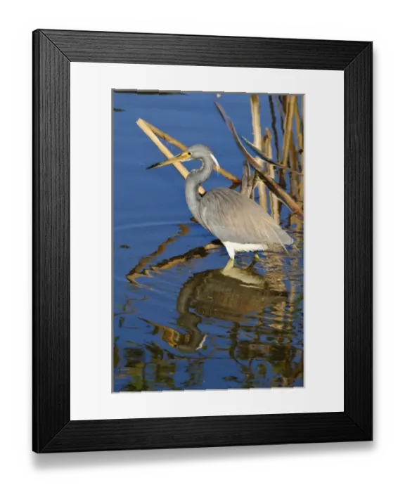 Framed Print : Texas, Port Aransas. Tri-color Heron at Leonabelle Turnbull Birding Center Framed Print : Texas, Port Aransas. Tri-color Heron at Leonabelle Turnbull Birding Center