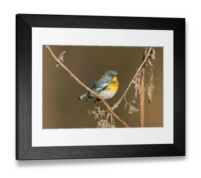Framed Print : USA, Texas, Marion County, Caddo Lake. Male northern parula perched on a limb