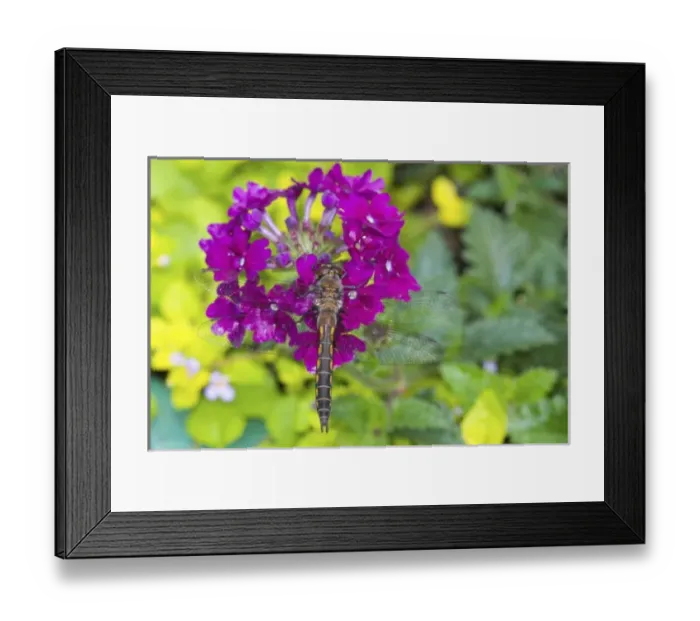 Framed Print : USA, North America, Washington Framed Print : USA, North America, Washington