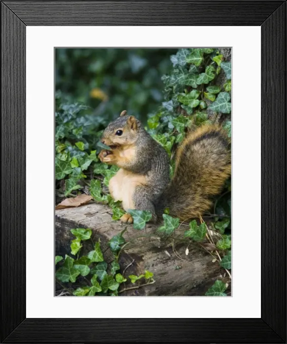 Framed Print : Fox squirrel with walnut in Defiance Ohio Framed Print : Fox squirrel with walnut in Defiance Ohio