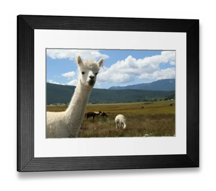 Framed Print : Mora, New Mexico, United States. Victory Ranch Alpaca farm. Huacaya breed Framed Print : Mora, New Mexico, United States. Victory Ranch Alpaca farm. Huacaya breed