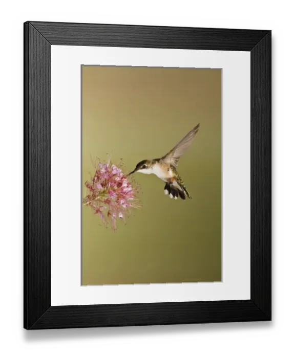Framed Print : USA, North America, Texas