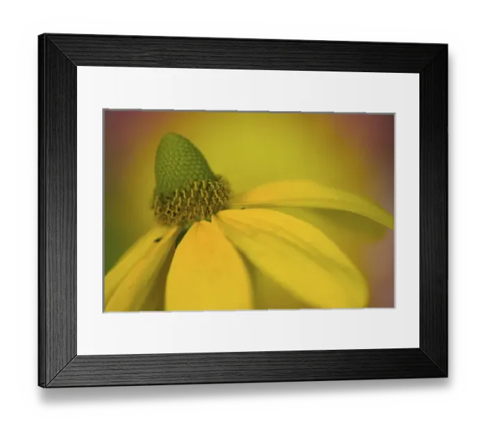 Framed Print : Giant Coneflower Close-up in our garden Sammamish, Washington