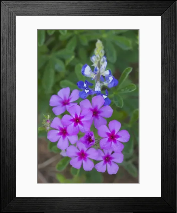 Framed Print : Phlox and Blue Bonnets, Texas Hill Country Framed Print : Phlox and Blue Bonnets, Texas Hill Country