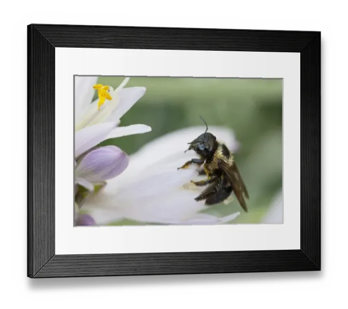Framed Print : USA, North America, New York Framed Print : USA, North America, New York