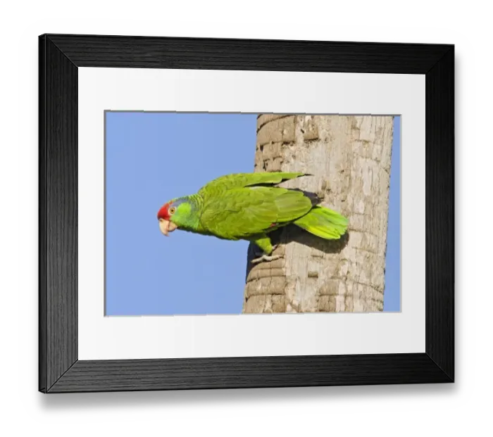 Framed Print : USA, North America, Texas