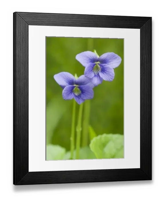 Framed Print : Common Blue Violet (Viola papilionaceae) Violet Family (Violaceae), Great Smoky Mountains Framed Print : Common Blue Violet (Viola papilionaceae) Violet Family (Violaceae), Great Smoky Mountains