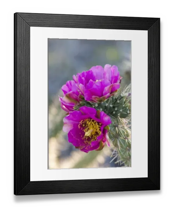 Framed Print : USA, NM. Tree Cholla cactus (Opuntia imbricata) Framed Print : USA, NM. Tree Cholla cactus (Opuntia imbricata)