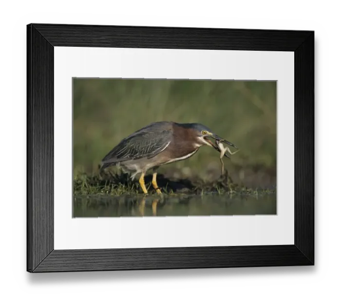 Framed Print : USA, North America, Texas Framed Print : USA, North America, Texas