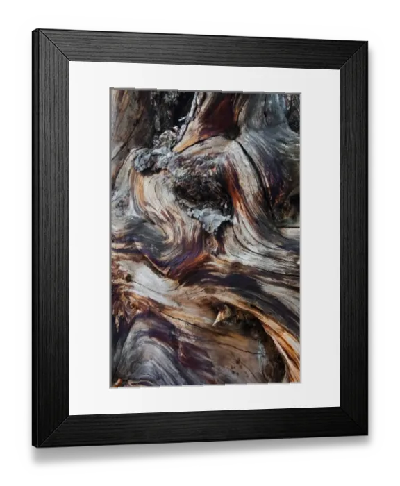 Framed Print : USA, Utah, Zion National Park. Gnarled dead tree stump. Credit as: Nancy Rotenberg Framed Print : USA, Utah, Zion National Park. Gnarled dead tree stump. Credit as: Nancy Rotenberg