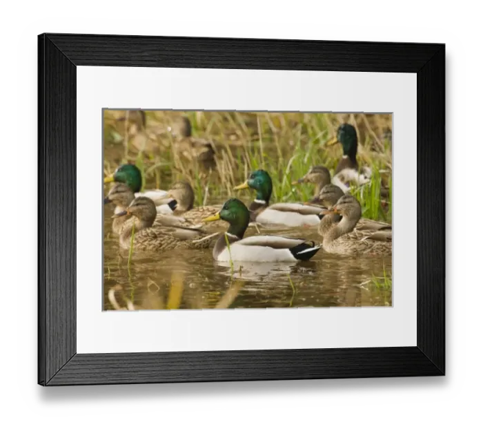 Framed Print : USA, North America, Oregon Framed Print : USA, North America, Oregon