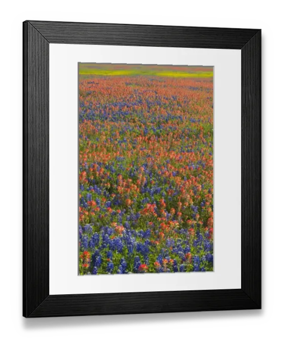 Framed Print : Field of Texas Blue Bonnets and Indian Paint Brush springtime Texas Hill Country Framed Print : Field of Texas Blue Bonnets and Indian Paint Brush springtime Texas Hill Country