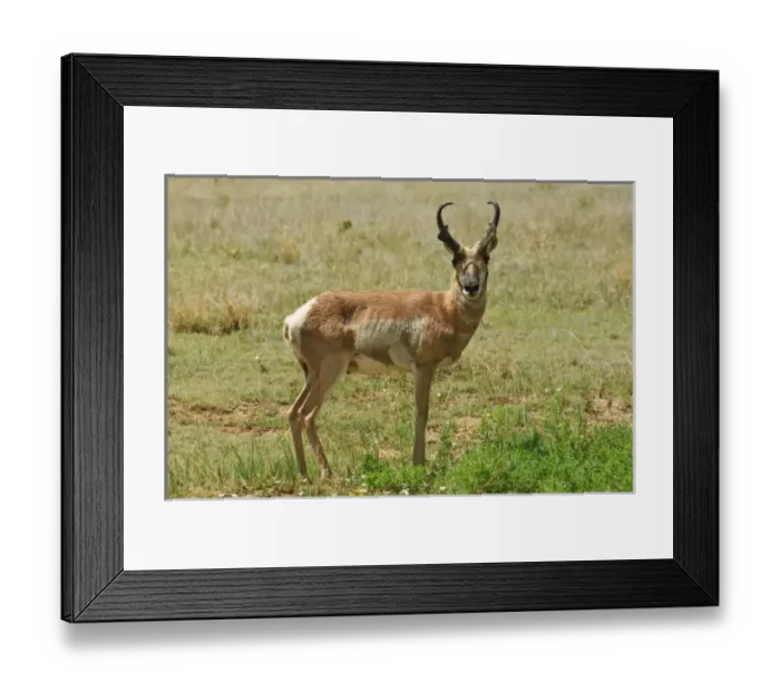 Framed Print : USA, North America, New Mexico Framed Print : USA, North America, New Mexico