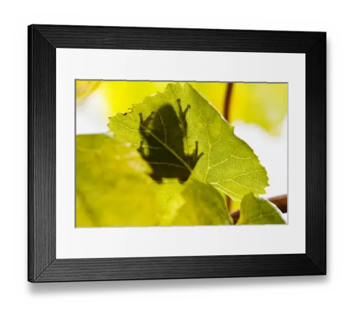 Framed Print : USA, Oregon, Keizer, Pacific Tree Frog (Pseudacris regilla) shadow on Pinot Gris leaf