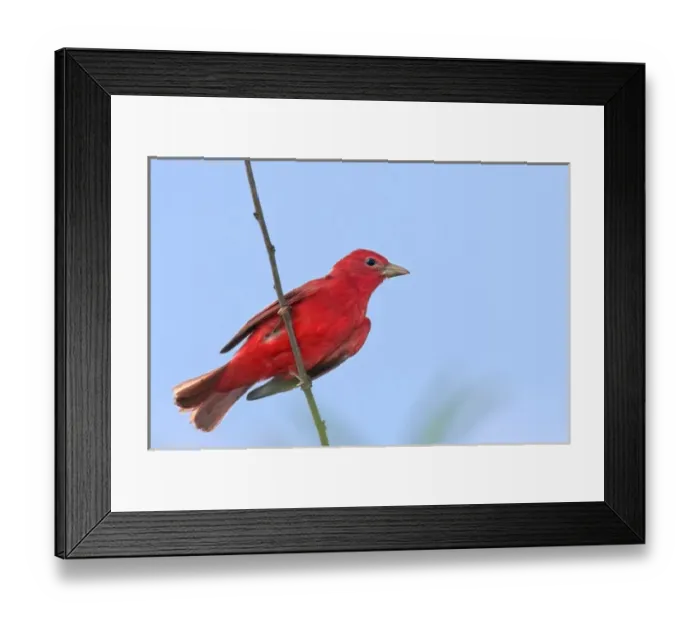 Framed Print : USA, Texas, South Padre Island. Close-up of male summer tanager perched on tree limb Framed Print : USA, Texas, South Padre Island. Close-up of male summer tanager perched on tree limb