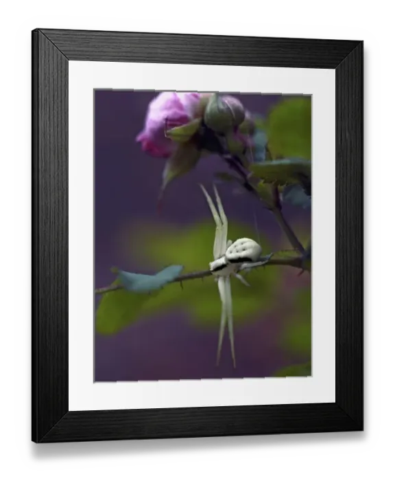 Framed Print : USA, Oregon, Multnomah County. Crab spider on stem of wild rose Framed Print : USA, Oregon, Multnomah County. Crab spider on stem of wild rose