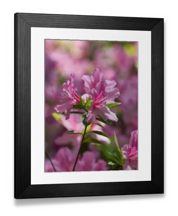 Framed Print : Charleston, South Carolina, USA. Azaleas in bloom in Charleston