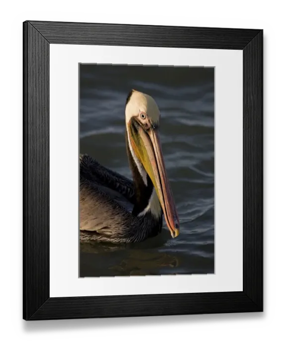 Framed Print : USA, North America, Texas