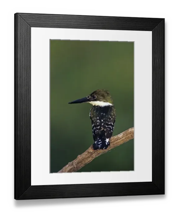 Framed Print : Green Kingfisher, Chloroceryle americana, female, The Inn at Chachalaca Bend, Cameron County Framed Print : Green Kingfisher, Chloroceryle americana, female, The Inn at Chachalaca Bend, Cameron County
