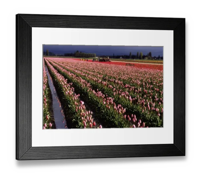 Framed Print : USA, Washington, Skagit Valley. Workers in field of red & pink tulips cut flowers Framed Print : USA, Washington, Skagit Valley. Workers in field of red & pink tulips cut flowers