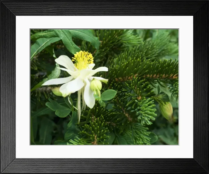 Framed Print : MOUNT NAOMI WILDERNESS, UTAH. USA. Colorado columbine (Aquilegia caerulea) & Engelmann