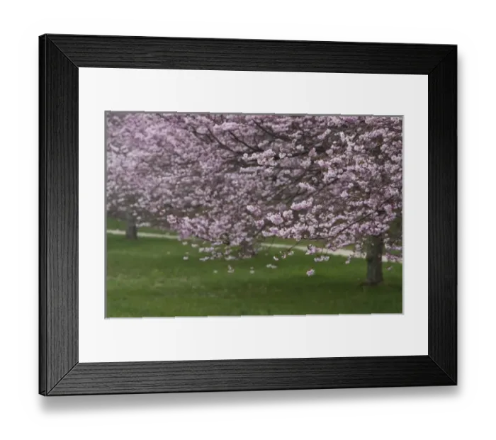 Framed Print : USA, New York, East Hampton. Cherry trees in the spring in Amagansett Framed Print : USA, New York, East Hampton. Cherry trees in the spring in Amagansett