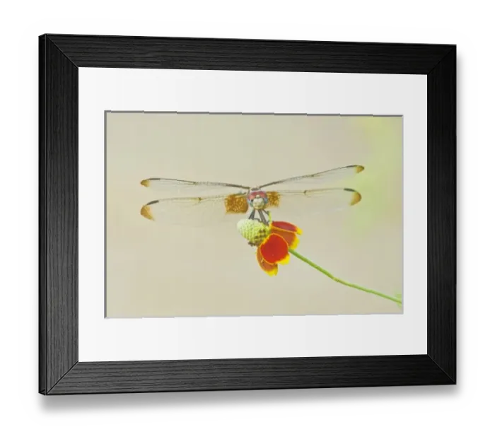 Framed Print : USA, North America, Texas Framed Print : USA, North America, Texas