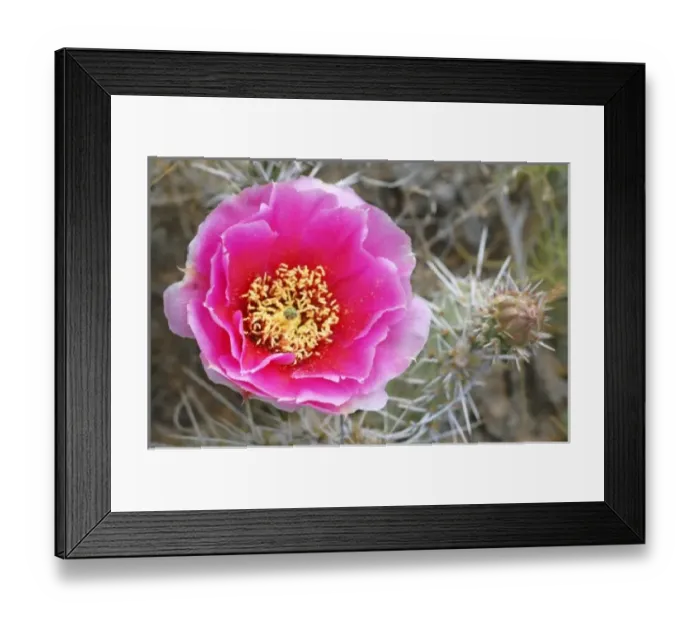 Framed Print : USA, Utah, Canyonlands NP, Desert Prickly Pear Cactus (Opuntia phaeacantha) Framed Print : USA, Utah, Canyonlands NP, Desert Prickly Pear Cactus (Opuntia phaeacantha)