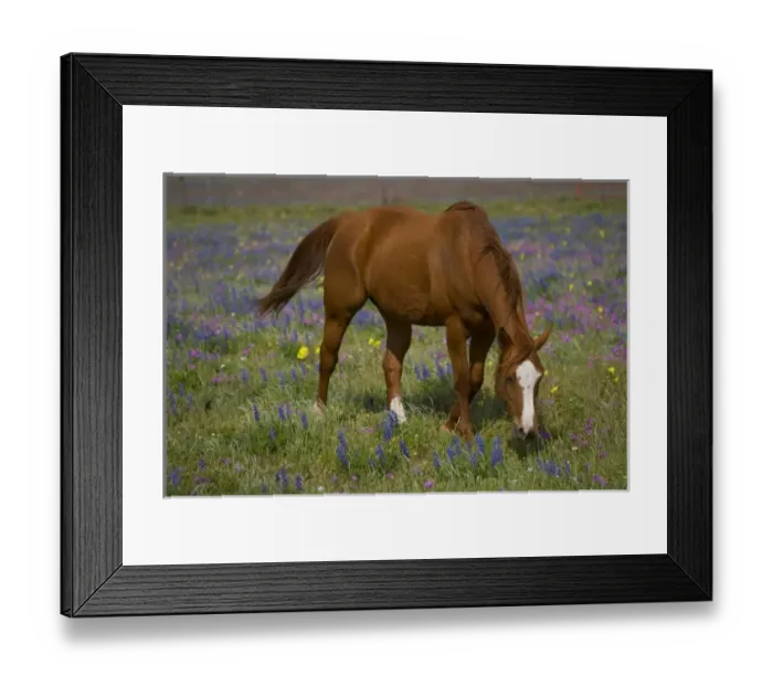 Framed Print : Quarter Horse in field of wildflowers Devine Texas Framed Print : Quarter Horse in field of wildflowers Devine Texas