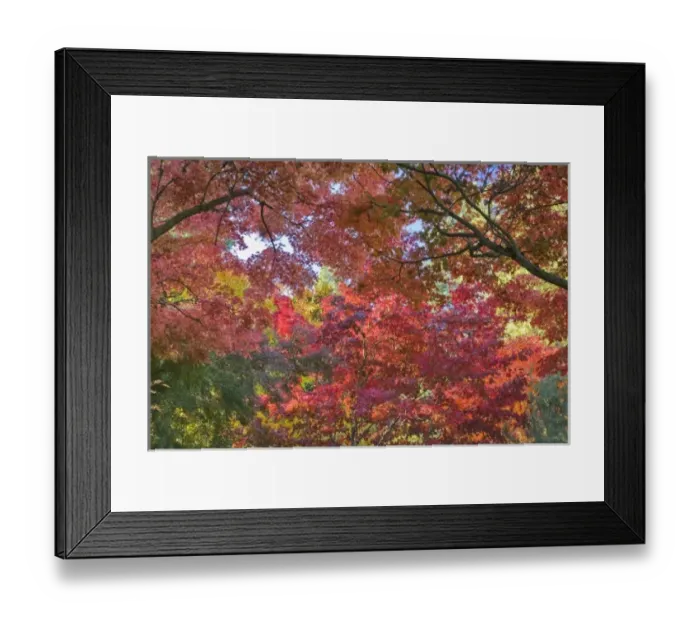 Framed Print : USA, Oregon, Ashland. Lithia Park maple and chestnut trees in vivid autumn color