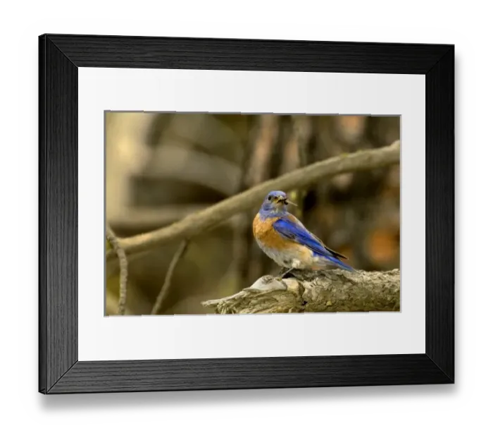 Framed Print : USA, North America, Washington Framed Print : USA, North America, Washington