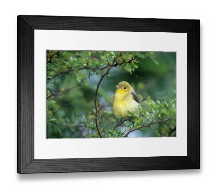 Framed Print : USA, Texas, South Padre Island. Wild female scarlet tanager perched on limb Framed Print : USA, Texas, South Padre Island. Wild female scarlet tanager perched on limb