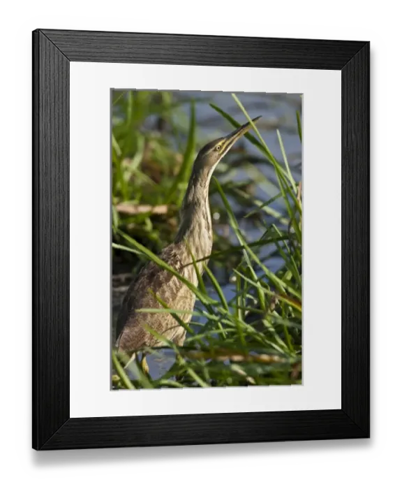 Framed Print : William L. Finley National Wildlife Refuge, an American Bittern (Botaurus lentiginosus) Framed Print : William L. Finley National Wildlife Refuge, an American Bittern (Botaurus lentiginosus)