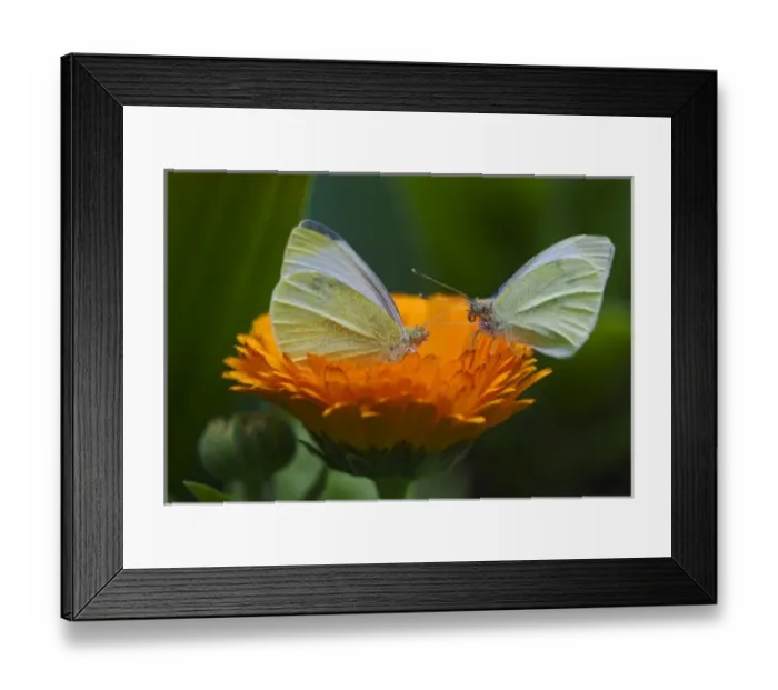 Framed Print : USA, Ohio. Close-up of two sulphur butterflies on zenia flower in springtime Framed Print : USA, Ohio. Close-up of two sulphur butterflies on zenia flower in springtime