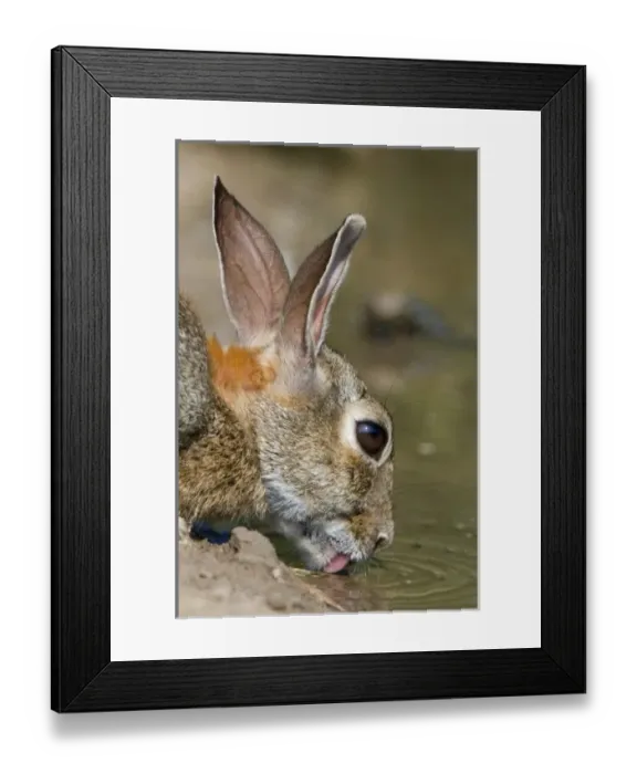 Framed Print : unknown. USA, Texas, Starr County. Close-up of desert cottontail rabbit drinking at pond