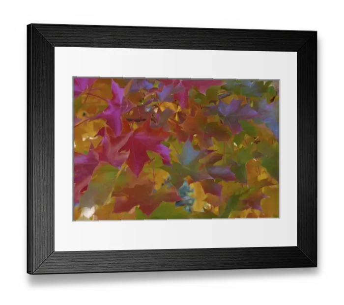Framed Print : USA, Oregon, Portland. Close-up of sweet gum tree in autumn foliage Framed Print : USA, Oregon, Portland. Close-up of sweet gum tree in autumn foliage