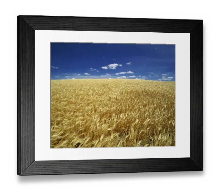 Framed Print : USA, Oregon. Ripe wheat blows in the summer sun on the high plateau in eastern Oregon Framed Print : USA, Oregon. Ripe wheat blows in the summer sun on the high plateau in eastern Oregon