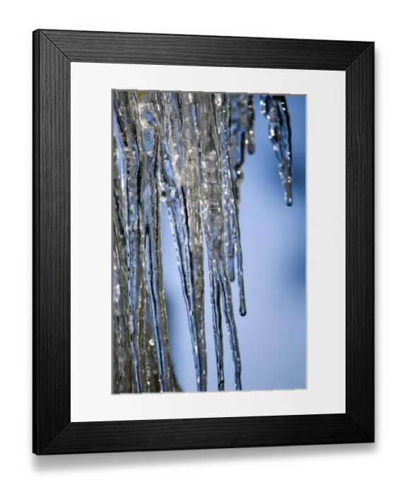 Framed Print : USA, Oregon, Bend. The sun sparkles on icicles covering pine needles in Bend, Oregon Framed Print : USA, Oregon, Bend. The sun sparkles on icicles covering pine needles in Bend, Oregon