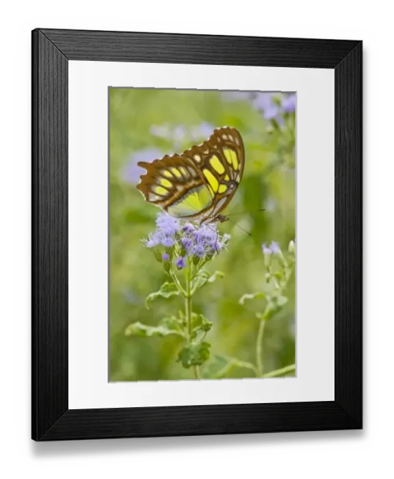 Framed Print : USA, North America, Texas Framed Print : USA, North America, Texas