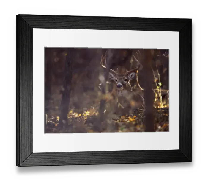 Framed Print : Hagerman National Wildlife Refuge, Texas, a Whitetailed Deer buck (Odocoileus virginianus) Framed Print : Hagerman National Wildlife Refuge, Texas, a Whitetailed Deer buck (Odocoileus virginianus)