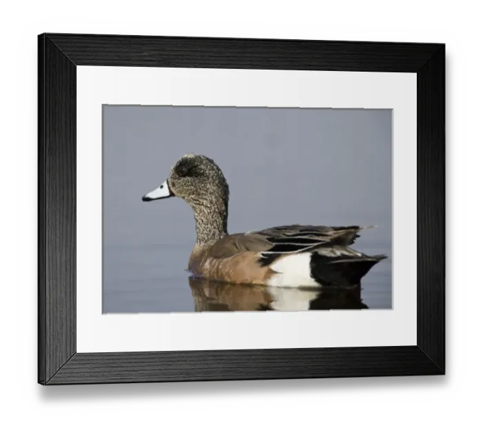 Framed Print : American Wigeon, Anas americana, Welder flats, Texas Framed Print : American Wigeon, Anas americana, Welder flats, Texas
