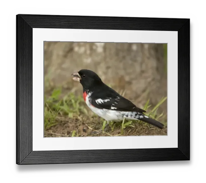 Framed Print : USA, North America, Texas Framed Print : USA, North America, Texas