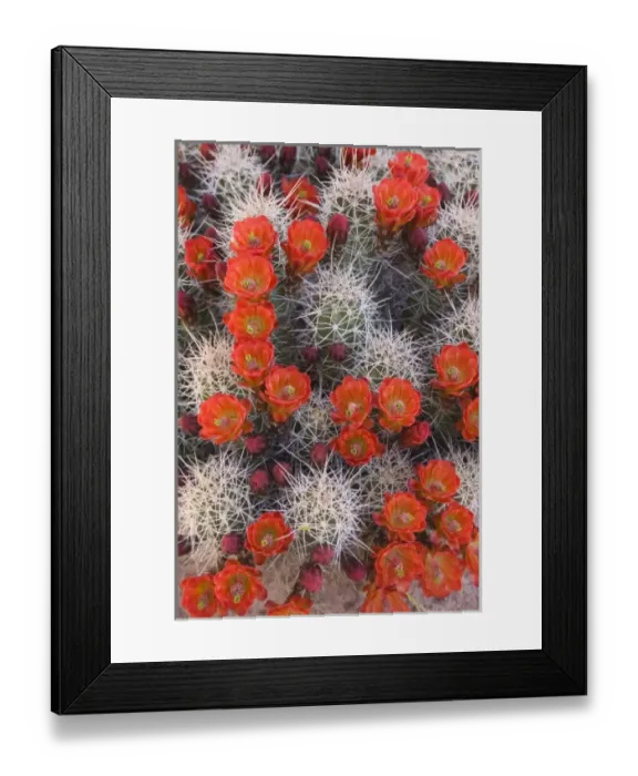 Framed Print : USA, Utah, Canyonlands National Park. Close-up of claretcup cactus in bloom Framed Print : USA, Utah, Canyonlands National Park. Close-up of claretcup cactus in bloom