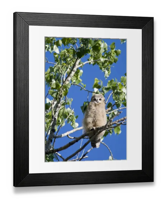Framed Print : Young great horned owlet in cottonwood tree at Theodore Roosevelt National Park in